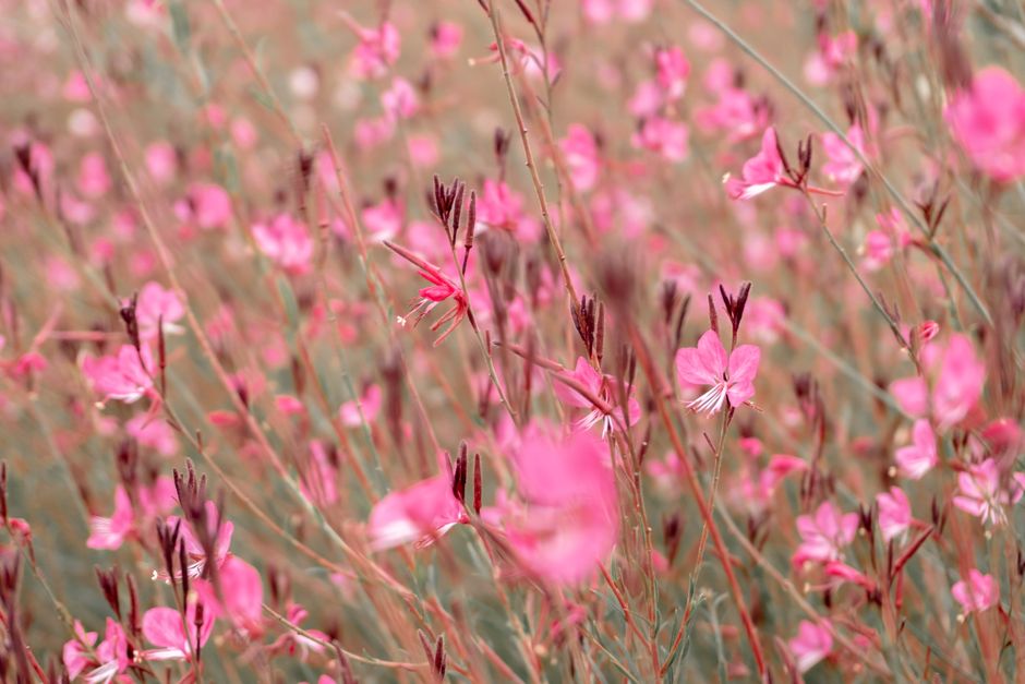 how to propagate gaura cuttings seeds and division