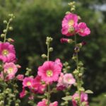 how to propagate hollyhocks seeds division cuttings