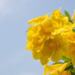 how to propagate tecoma stans from seeds and cuttings