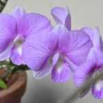 how to properly water an orchid in bark