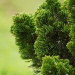 how to prune a hinoki cypress for shape and health