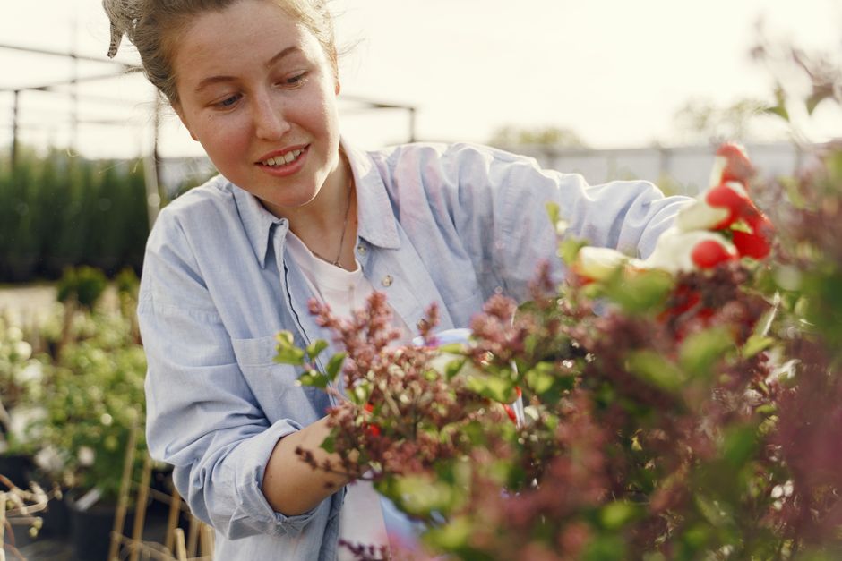how to prune a leggy kalanchoe and propagate it