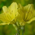 how to prune daylilies for winter