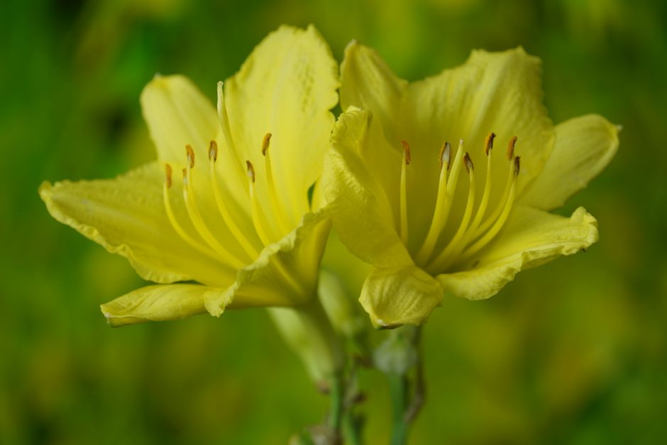 how to prune daylilies for winter