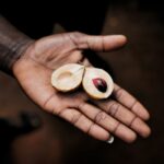 how to recognize and treat nutmeg poisoning