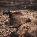 how to remove boar taint every method explained