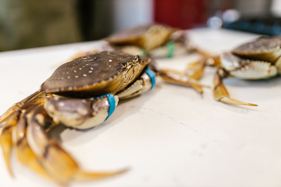 how to remove stone crab claws without killing them