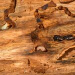 how to remove termite bait stations step by step