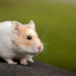 how to revive a hamster torpor vs death