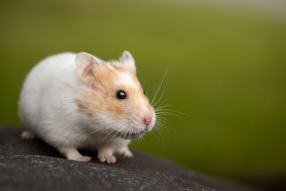 how to revive a hamster torpor vs death