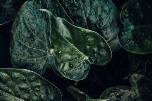 How To Save An Alocasia With A Mushy Stem? Essential Guide 8 how to save an alocasia with a mushy stem