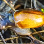 how to slow mucus production home and medical tips