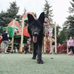 how to socialize a german shepherd puppy the right way