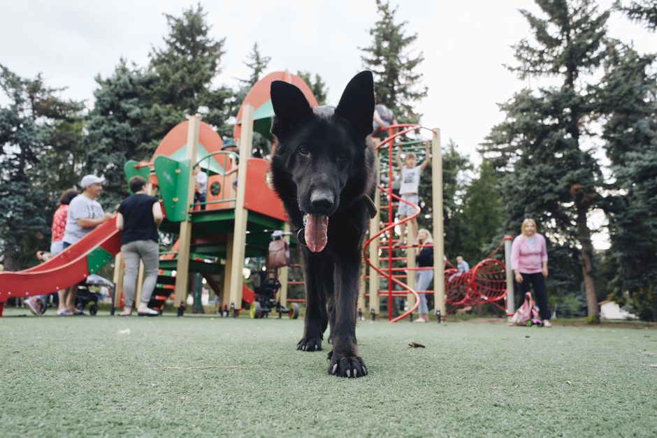 how to socialize a german shepherd puppy the right way
