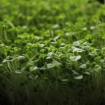 how to speed up seedling growth 9 proven tips