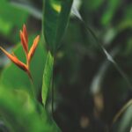 how to stop heliconias from spreading for good