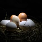 how to store fertilized eggs for a successful hatch