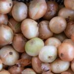how to store onions from the garden