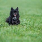 how to tell a chihuahuas age from teeth to behavior