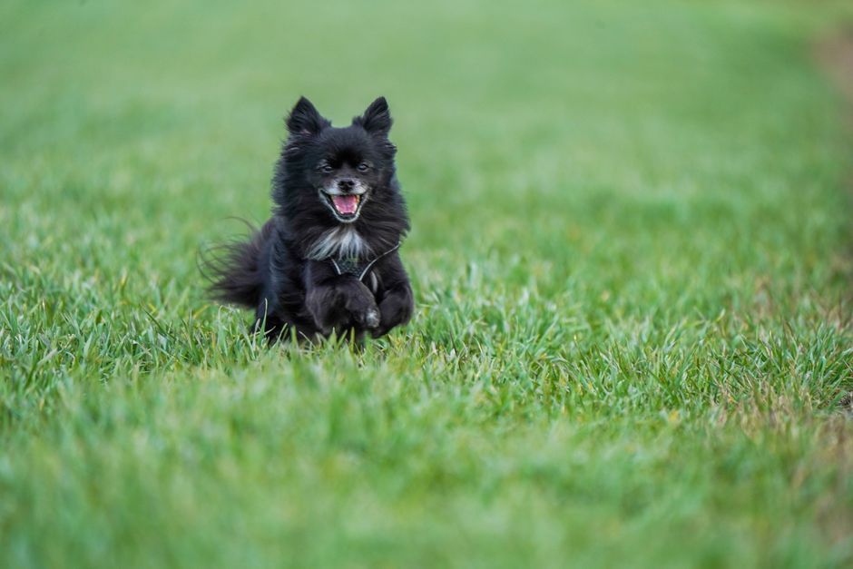 how to tell a chihuahuas age from teeth to behavior
