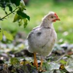how to tell a pullet from a cockerel at any age