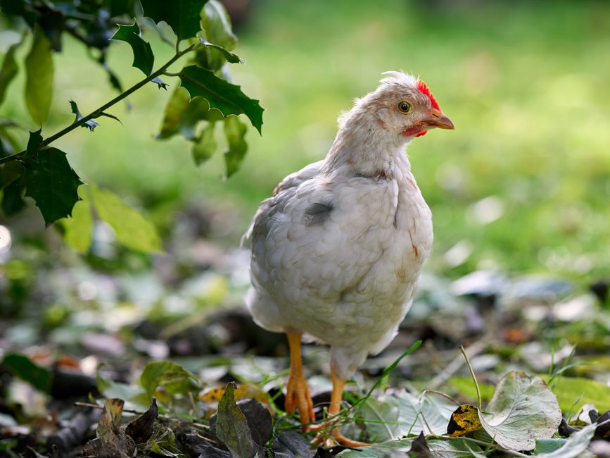 how to tell a pullet from a cockerel at any age