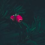 how to tell if a berry is poisonous
