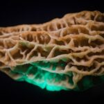 how to tell if a morel mushroom is poisonous