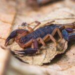 how to tell if a scorpion is poisonous or safe