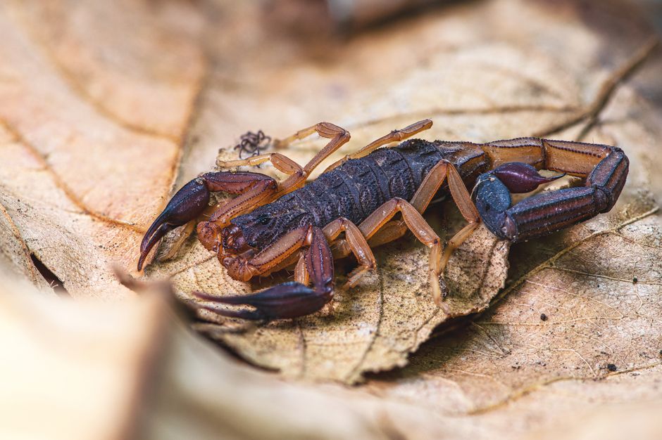 how to tell if a scorpion is poisonous or safe