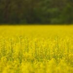 how to tell if canola oil is bad or rancid