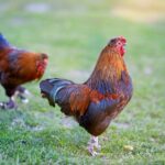 how to tell the age of a rooster spurs comb more
