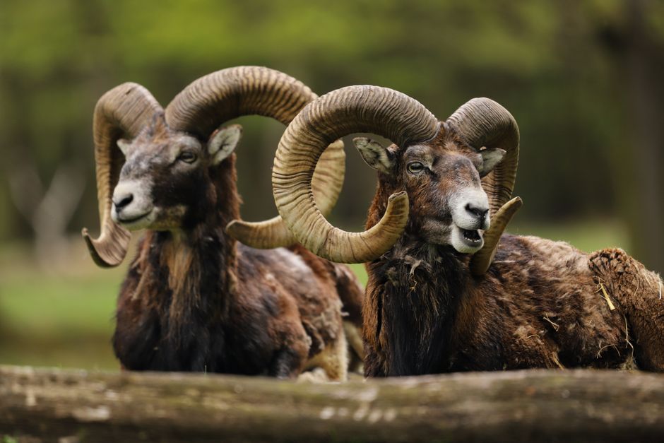 how to treat rams horn toenails causes treatments