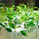 how to use a hydroponic system for beginners