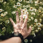 how to use chamomile tea for hair growth rinse spray