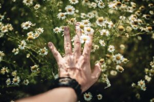 How To Use Chamomile Tea For Hair Growth Rinse Spray? 6 how to use chamomile tea for hair growth rinse spray