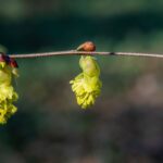 how to use witch hazel for cold sores safely