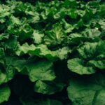 how to winterize rhubarb for a healthy spring