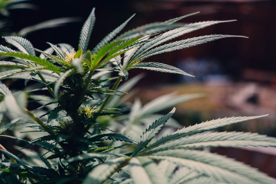 indica or sativa better for anxiety