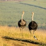 is an ostrich egg really one cell science explained