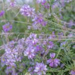is common vetch edible how to eat it safely