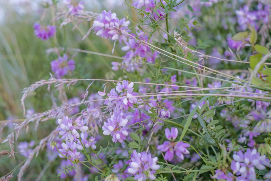 is common vetch edible how to eat it safely