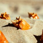 is conch good for you nutrition facts and benefits