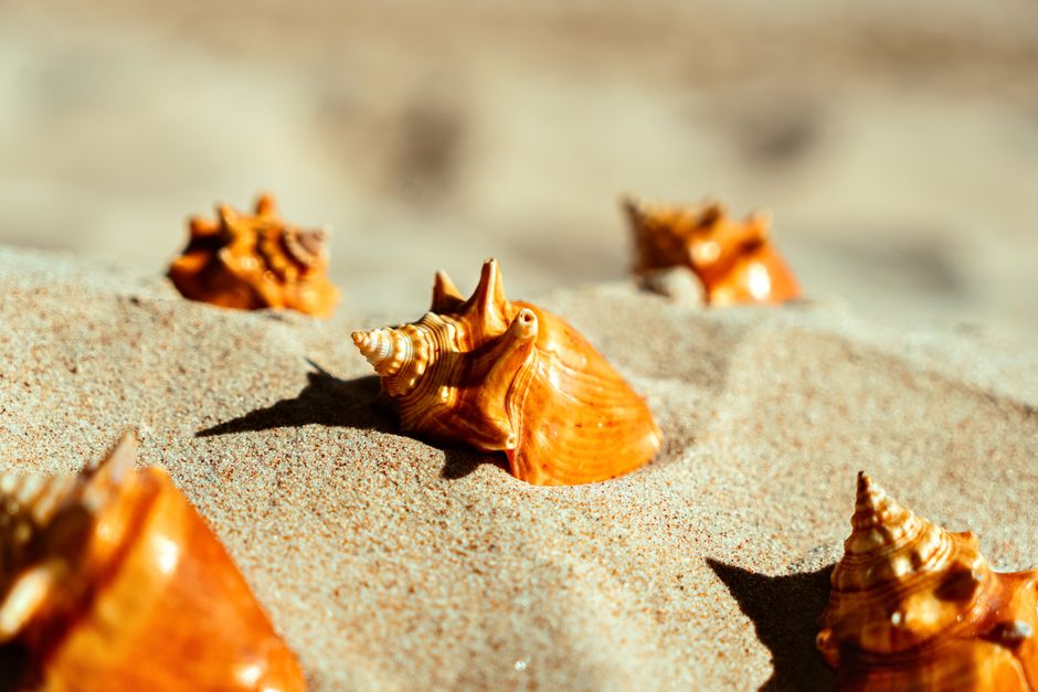 is conch good for you nutrition facts and benefits