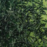 is farmed trout healthy omega 3s mercury more