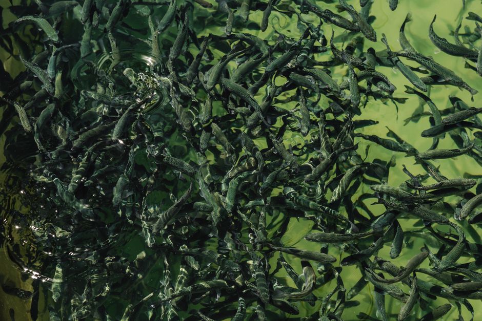 is farmed trout healthy omega 3s mercury more