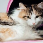 is feline leukemia painful signs and how to help