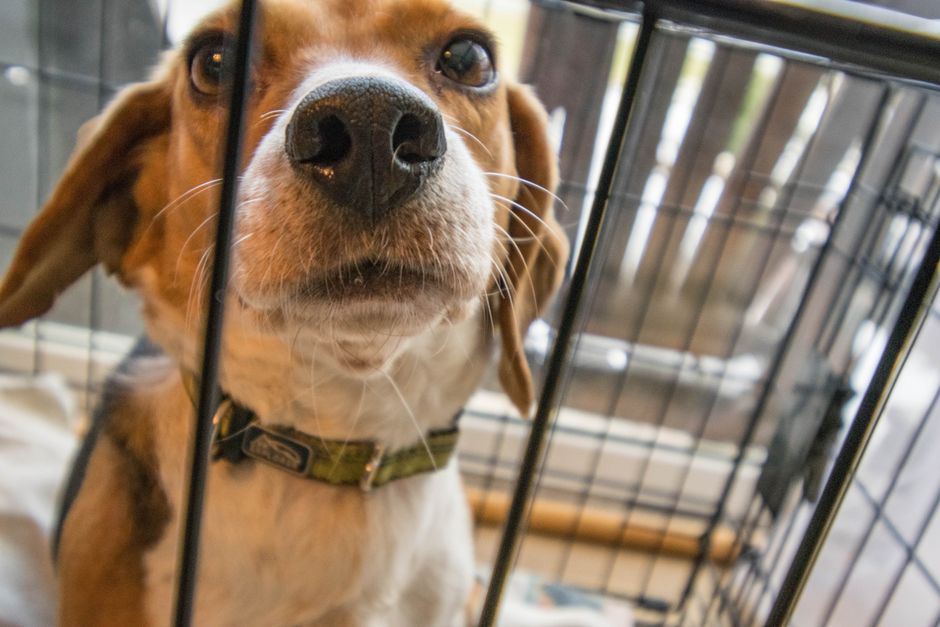 is kennel cough contagious
