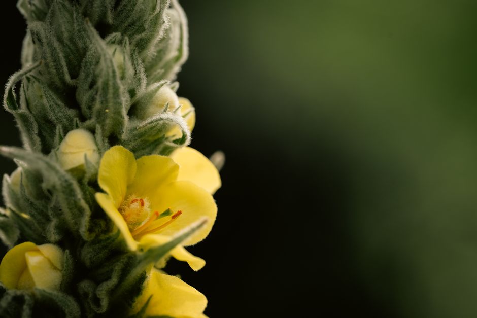 is mullein good for lungs