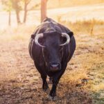 is red bull acidic effects on teeth and stomach